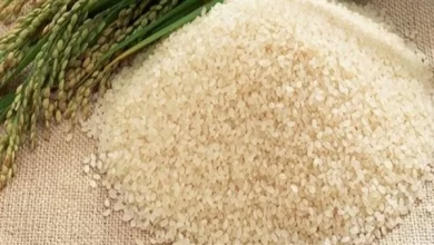 الأرز الشعير- صورة تعبيرية